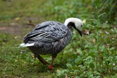 Kaisergans (2 von 8).jpg